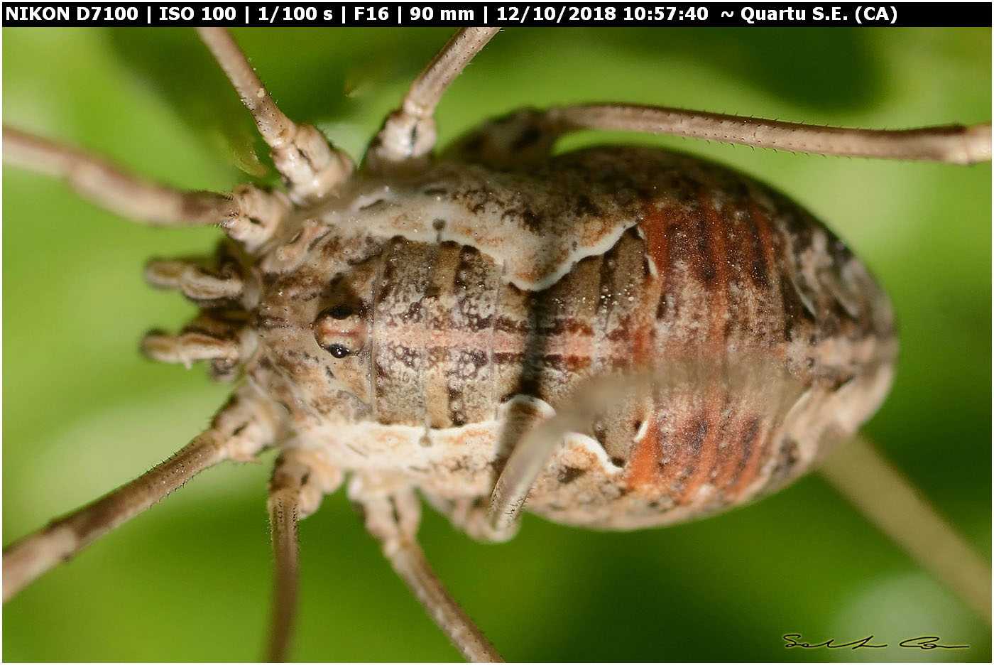 Metaphalangium cirtanum (Phalangiidae)